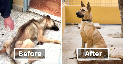 rescue-dogs-before-after-adoption-FB3.png