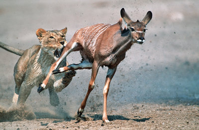 kudu-lion-natgeo-grantees-s2048x1334-p.jpg