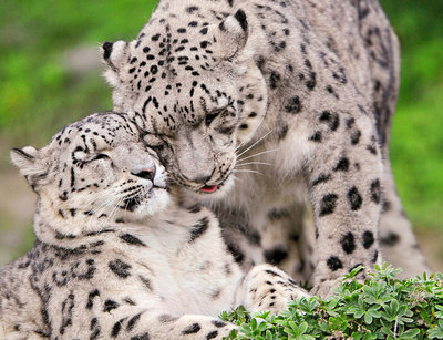 snow leopard 16.jpg