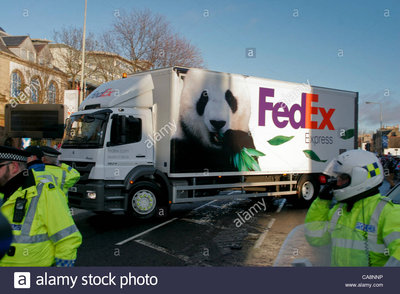 041211-giant-pandas-arrive-at-edinburgh-zoo-tian-tian-and-yang-guang-CA8NNP.jpg
